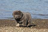 DOGUE DU TIBET 072